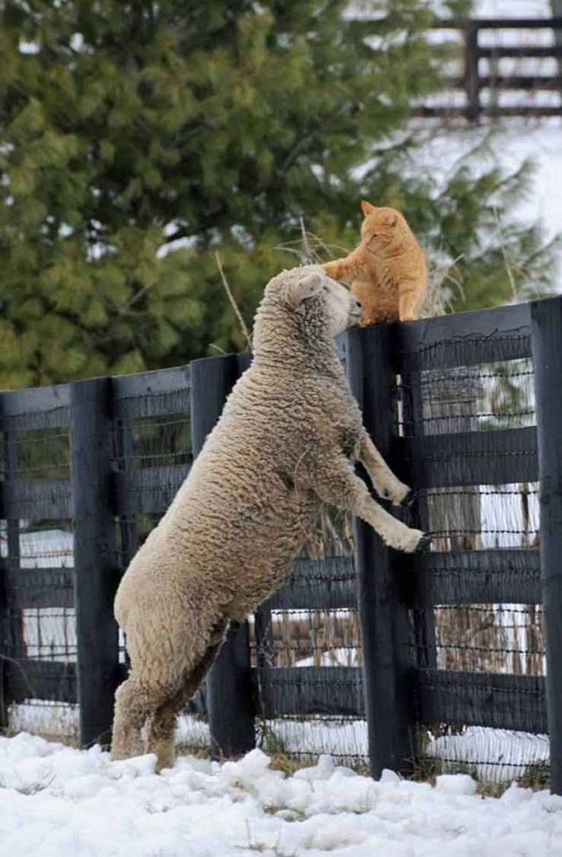 Gewoon een verzameling hilarische foto's #1393