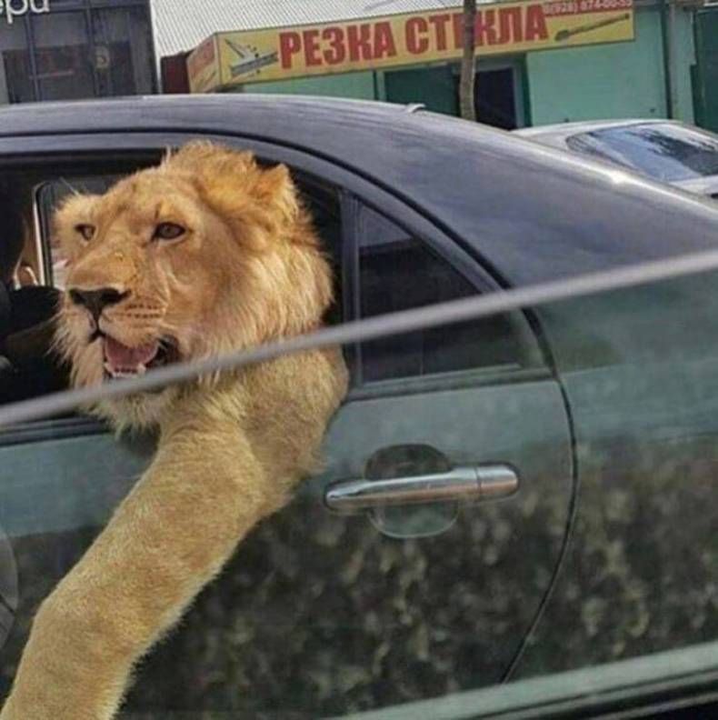 Gewoon een verzameling hilarische foto's #1462