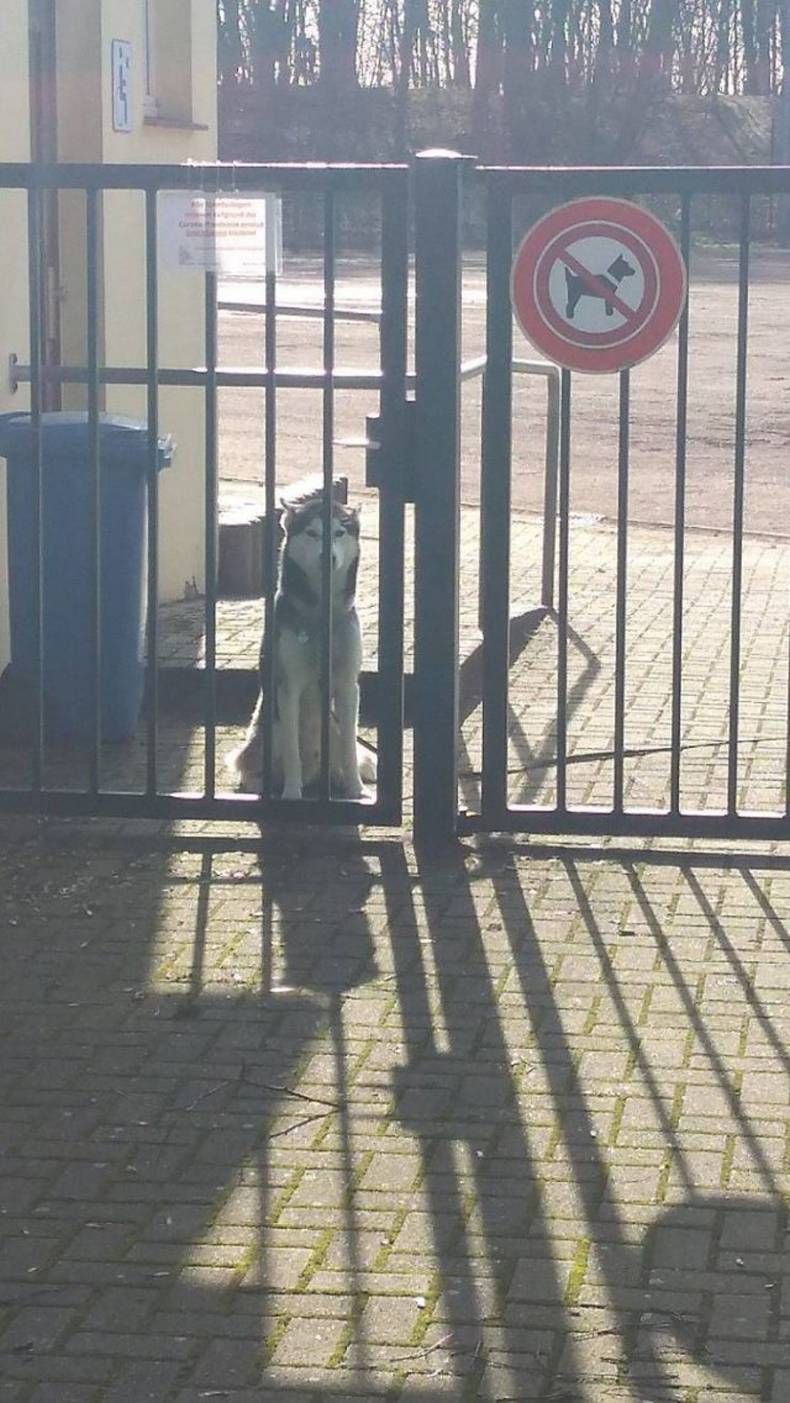 Gewoon een verzameling hilarische foto's #1409