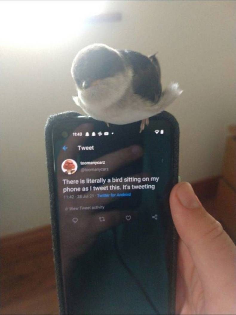 Gewoon een verzameling hilarische foto's #1475