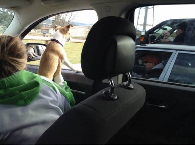 Gewoon een verzameling hilarische foto's #1420