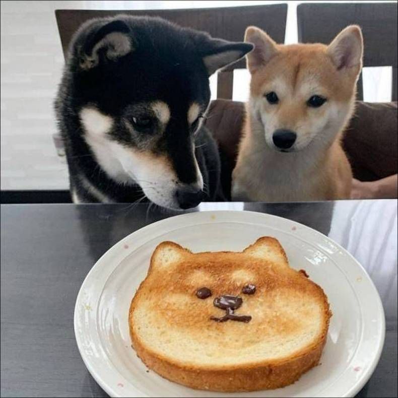 Gewoon een verzameling hilarische foto's #1409