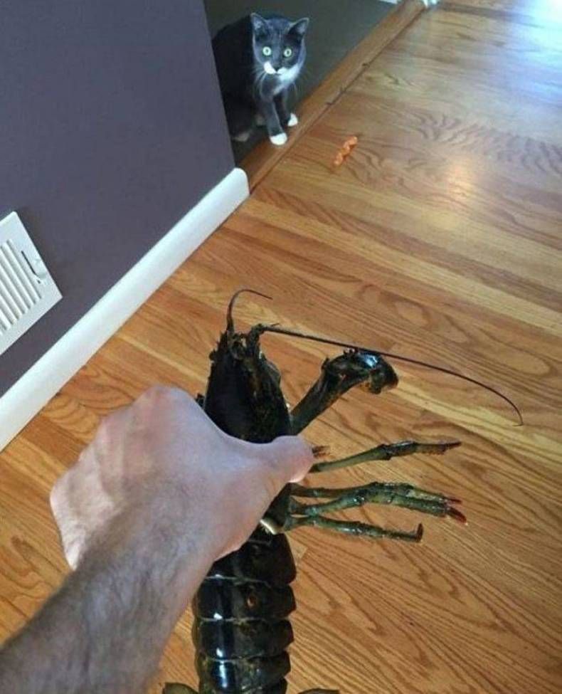 Gewoon een verzameling hilarische foto's #1440