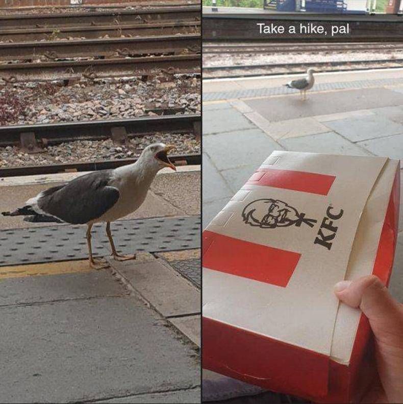 Gewoon een verzameling hilarische foto's #1468