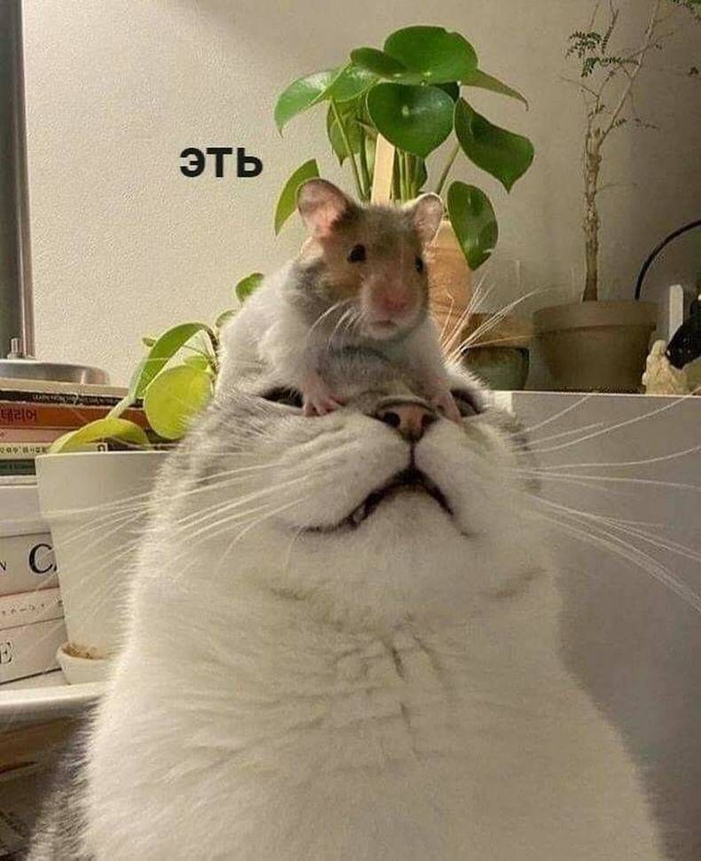Gewoon een verzameling hilarische foto's #1394