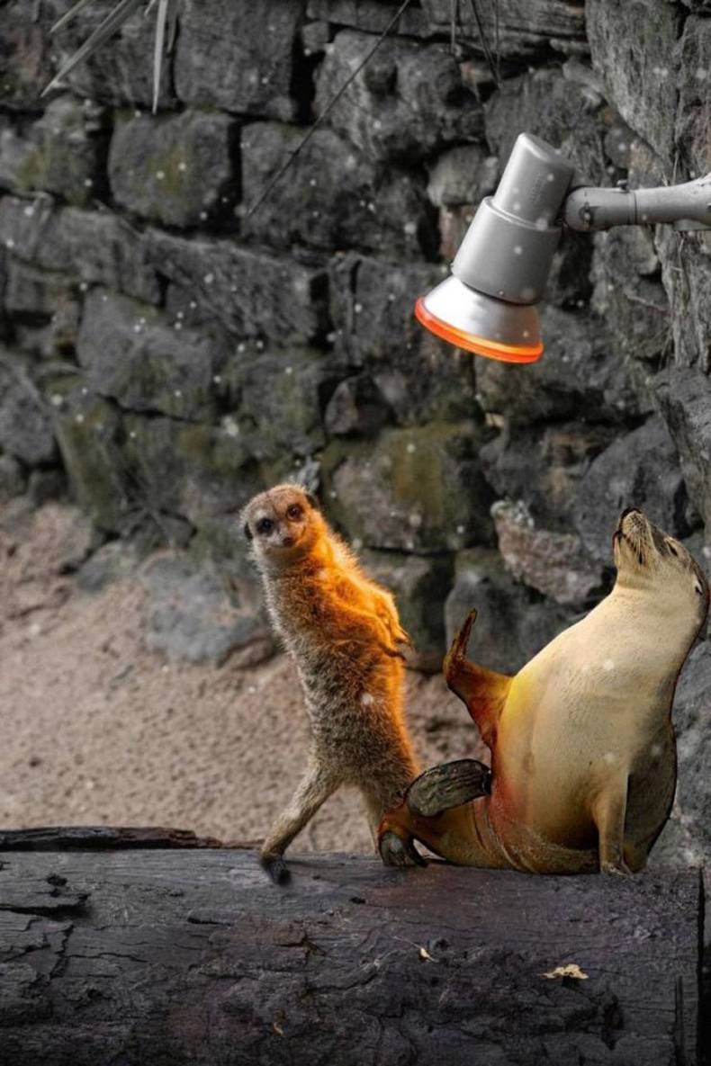 Gewoon een verzameling hilarische foto's #1382