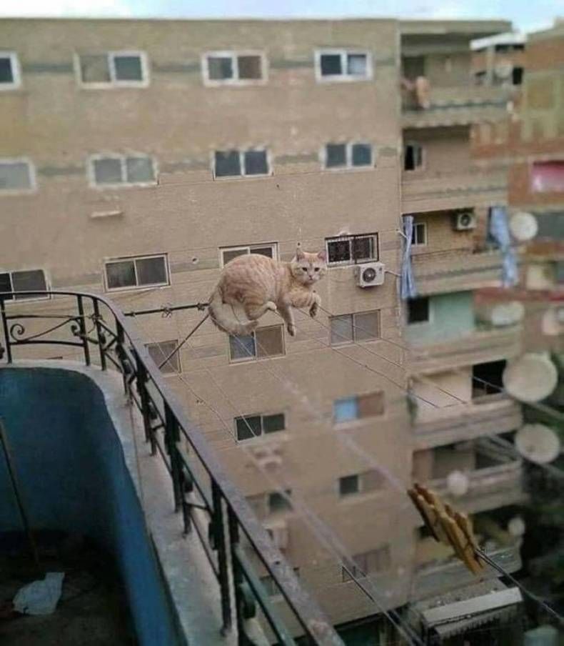 Gewoon een verzameling hilarische foto's #1382