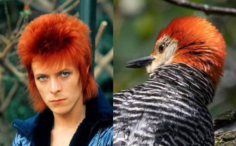 Gewoon een verzameling hilarische foto's #1462