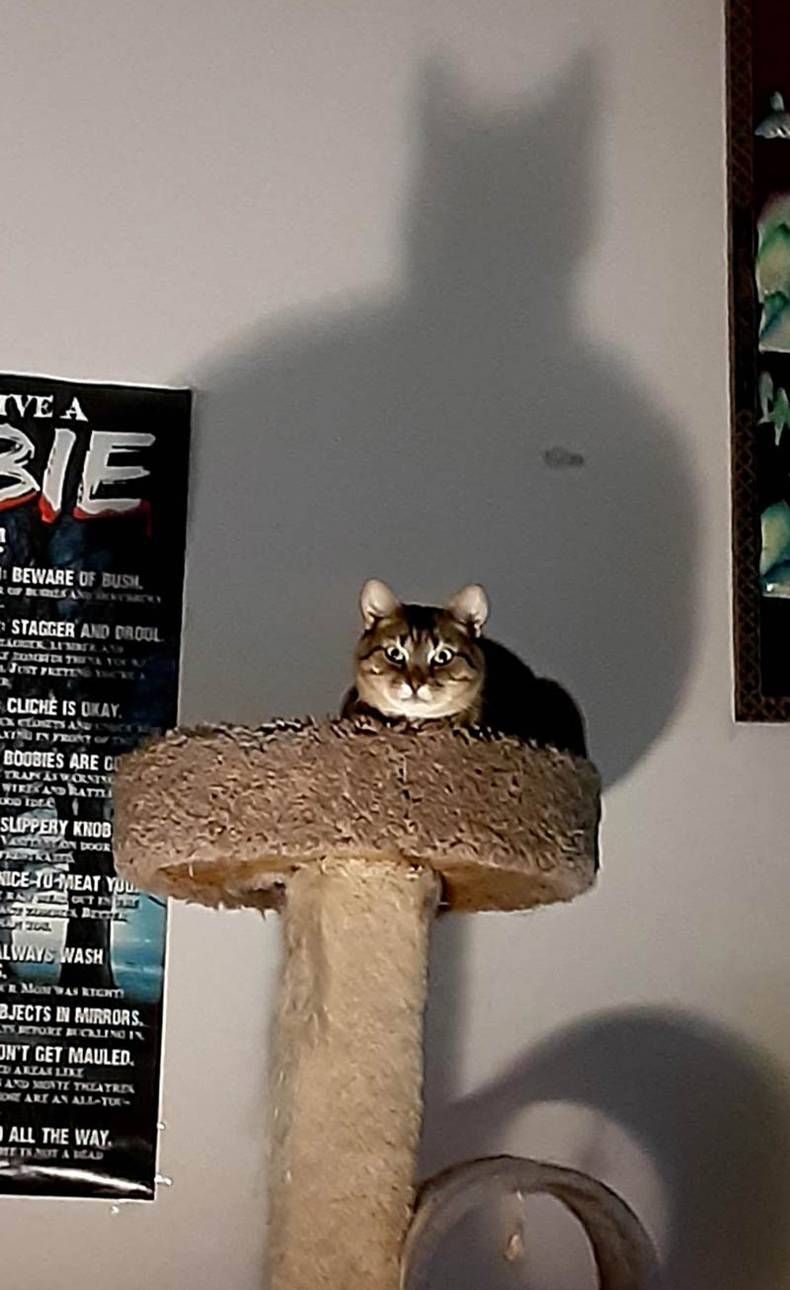 Gewoon een verzameling hilarische foto's #1475