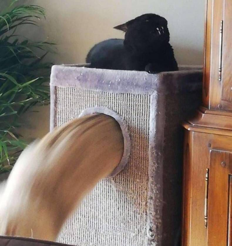 Gewoon een verzameling hilarische foto's #1462