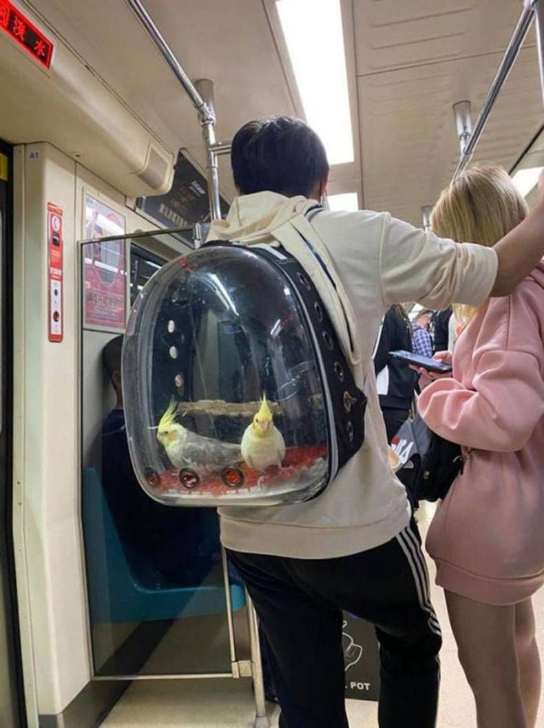 Gewoon een verzameling hilarische foto's #1420