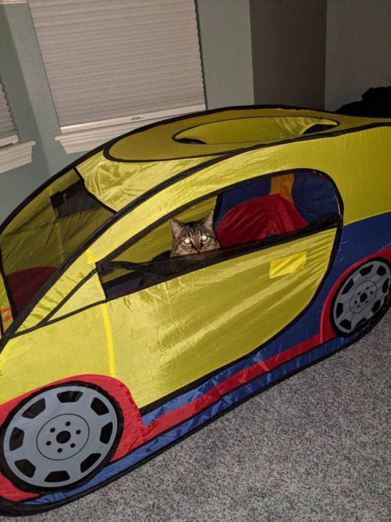 Gewoon een verzameling hilarische foto's #1409