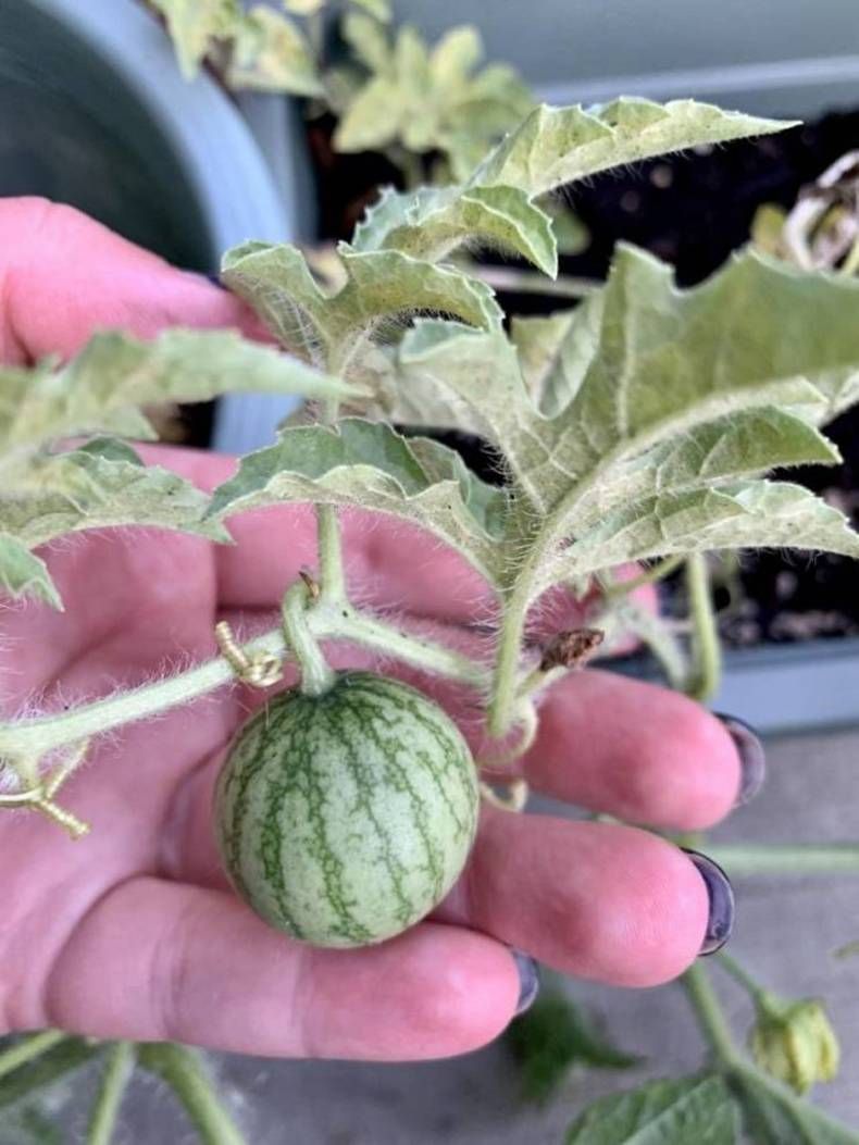 Gewoon een verzameling hilarische foto's #1479