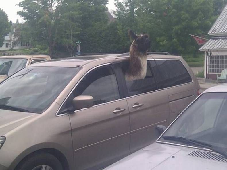 Gewoon een verzameling hilarische foto's #1469