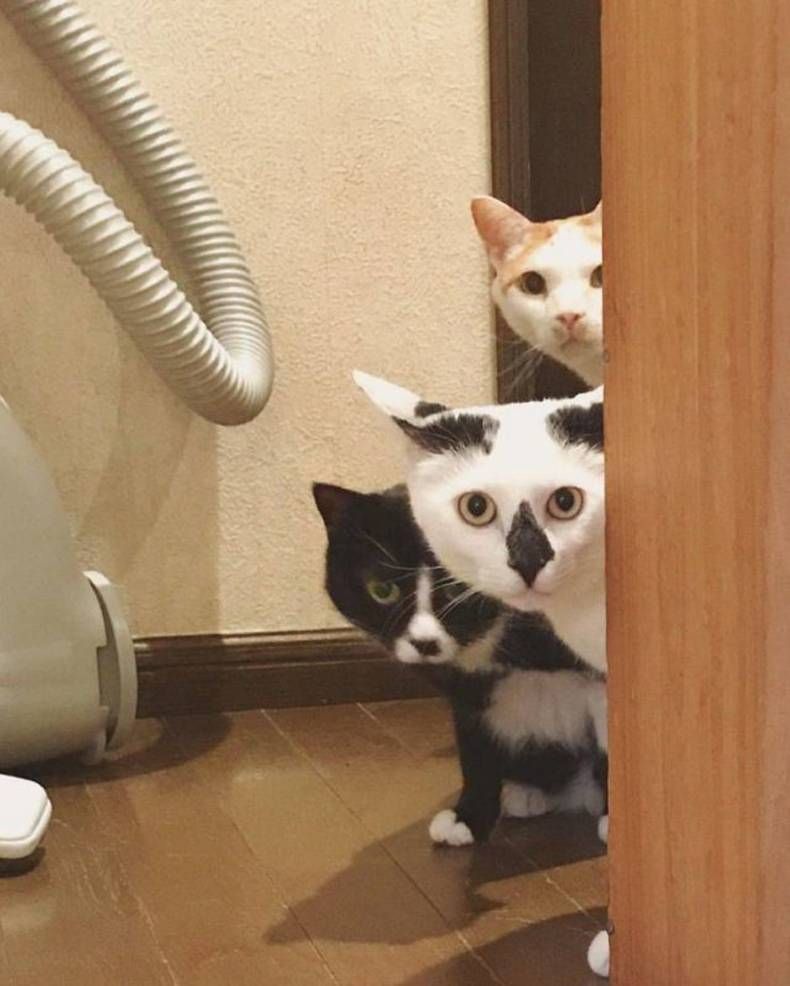 Gewoon een verzameling hilarische foto's #1432