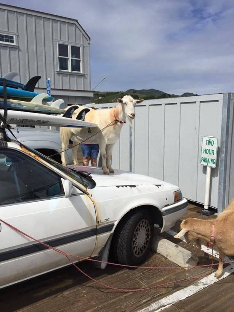 Gewoon een verzameling hilarische foto's #1421