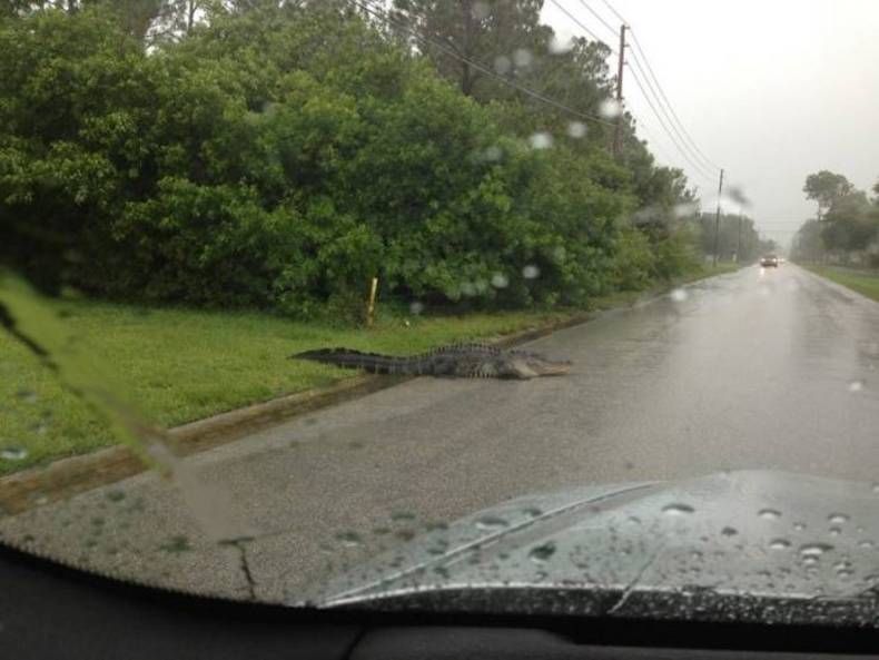 Gewoon een verzameling hilarische foto's #1469