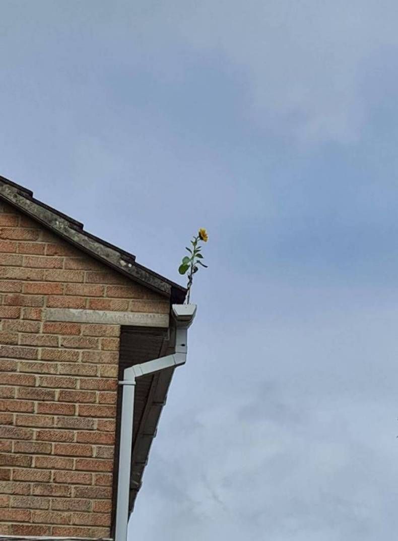 Gewoon een verzameling hilarische foto's #1482