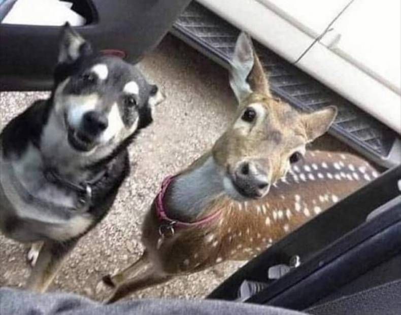 Gewoon een verzameling hilarische foto's #1462