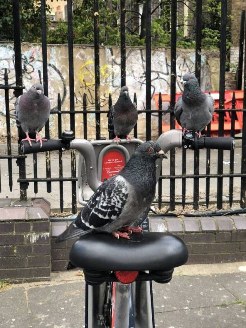 Gewoon een verzameling hilarische foto's #1438