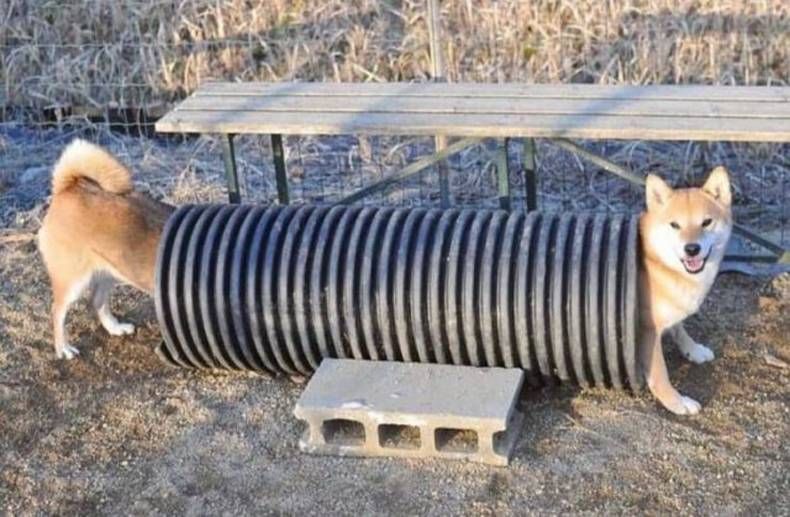 Gewoon een verzameling hilarische foto's #1409