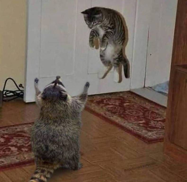 Gewoon een verzameling hilarische foto's #1461