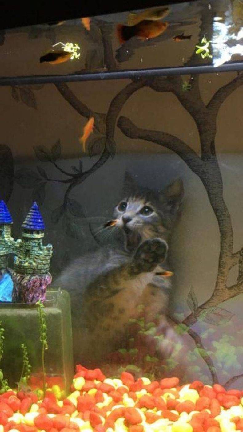 Gewoon een verzameling hilarische foto's #1421