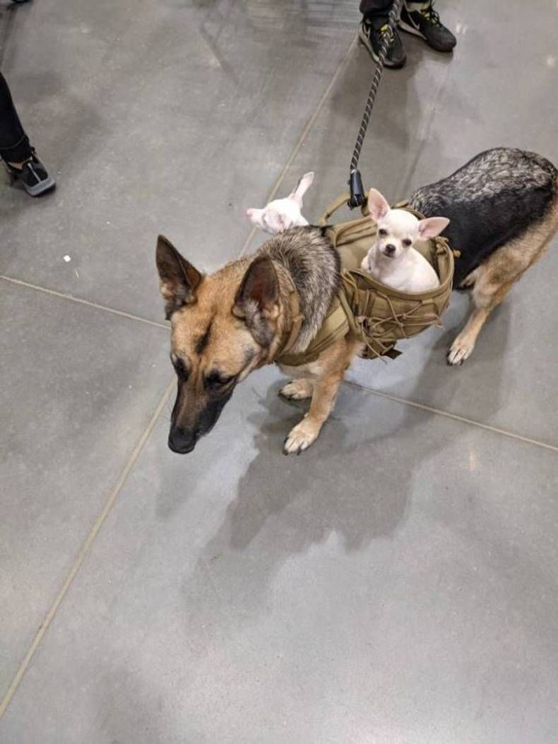 Gewoon een verzameling hilarische foto's #1458