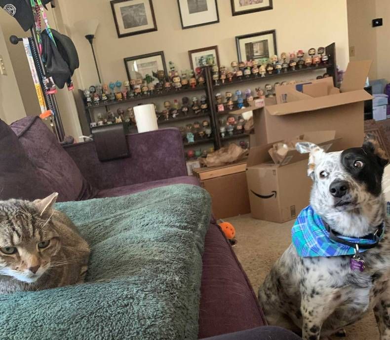 Gewoon een verzameling hilarische foto's #1440