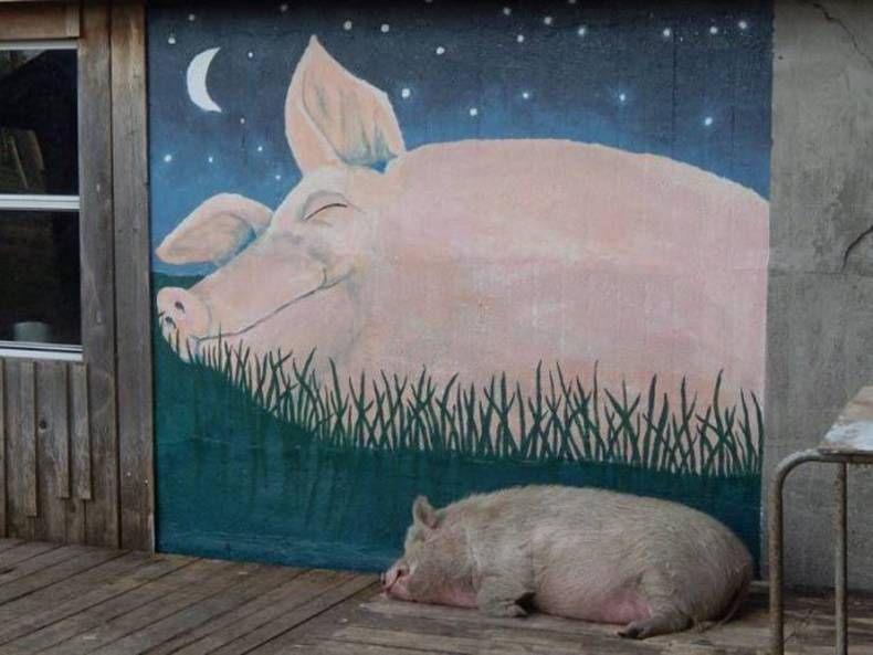 Gewoon een verzameling hilarische foto's #1438