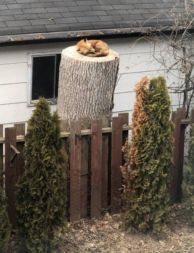 Gewoon een verzameling hilarische foto's #1386