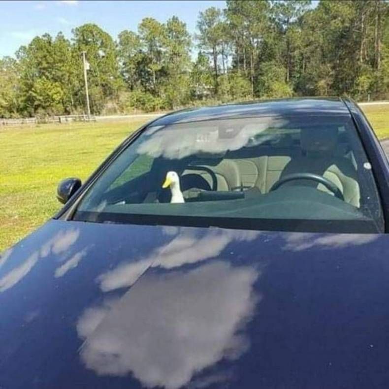 Gewoon een verzameling hilarische foto's #1421