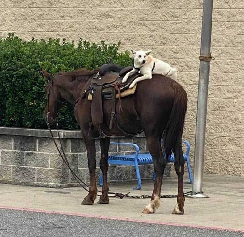 Gewoon een verzameling hilarische foto's #1462