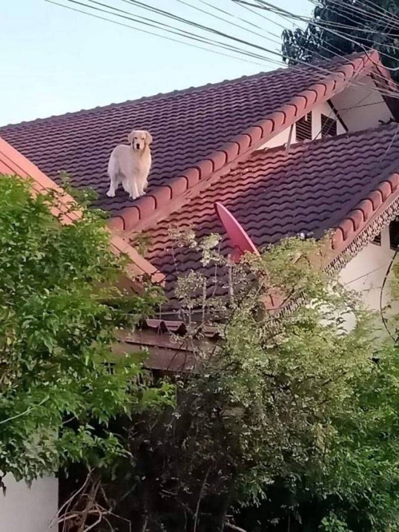 Gewoon een verzameling hilarische foto's #1390