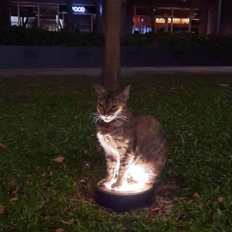 Gewoon een verzameling hilarische foto's #1462