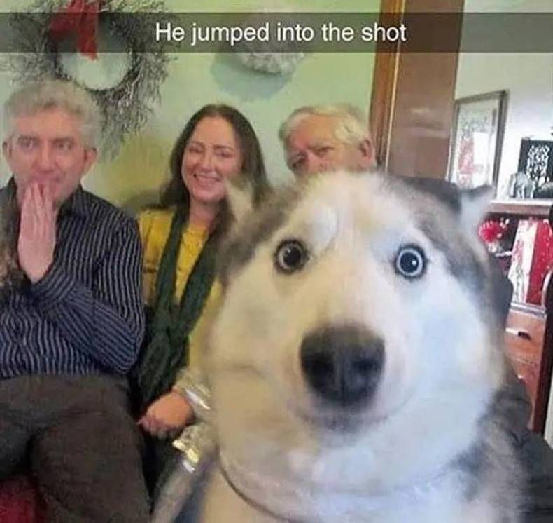 Gewoon een verzameling hilarische foto's #1436