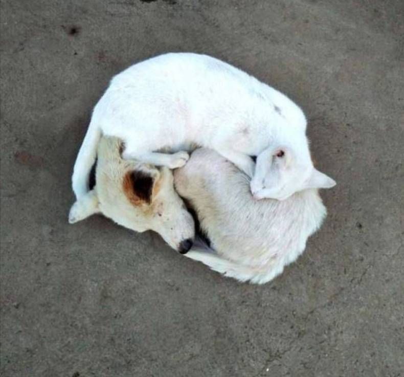 Gewoon een verzameling hilarische foto's #1420