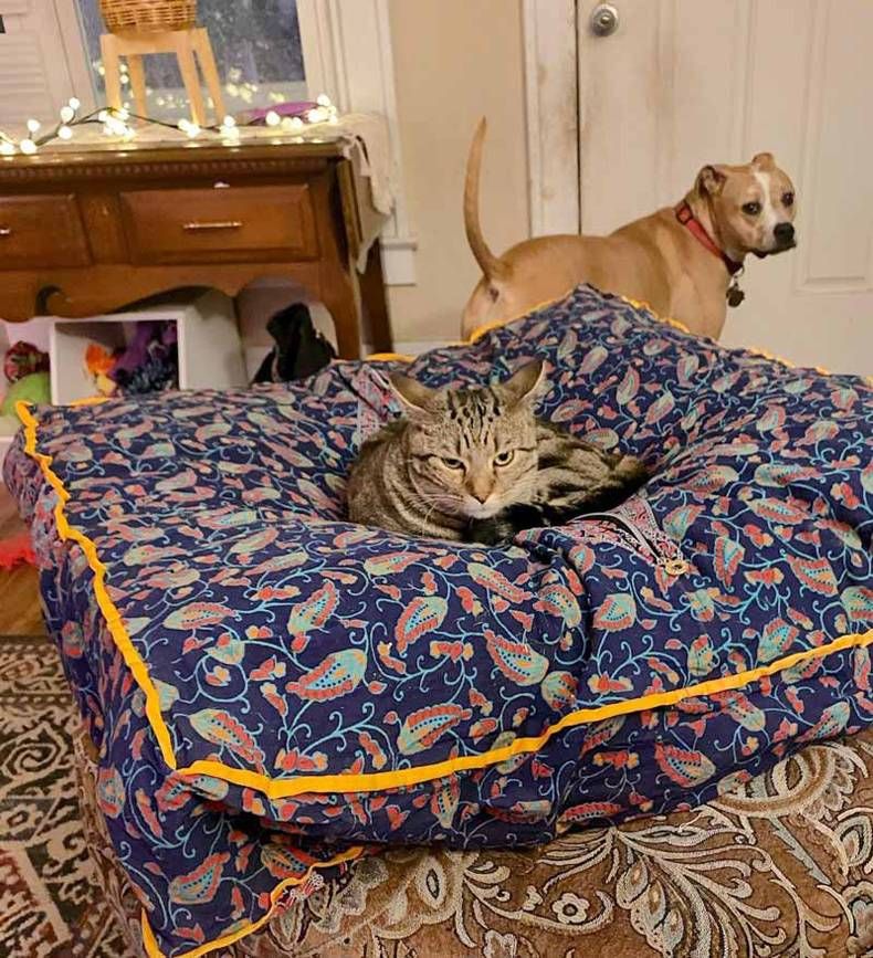 Gewoon een verzameling hilarische foto's #1458