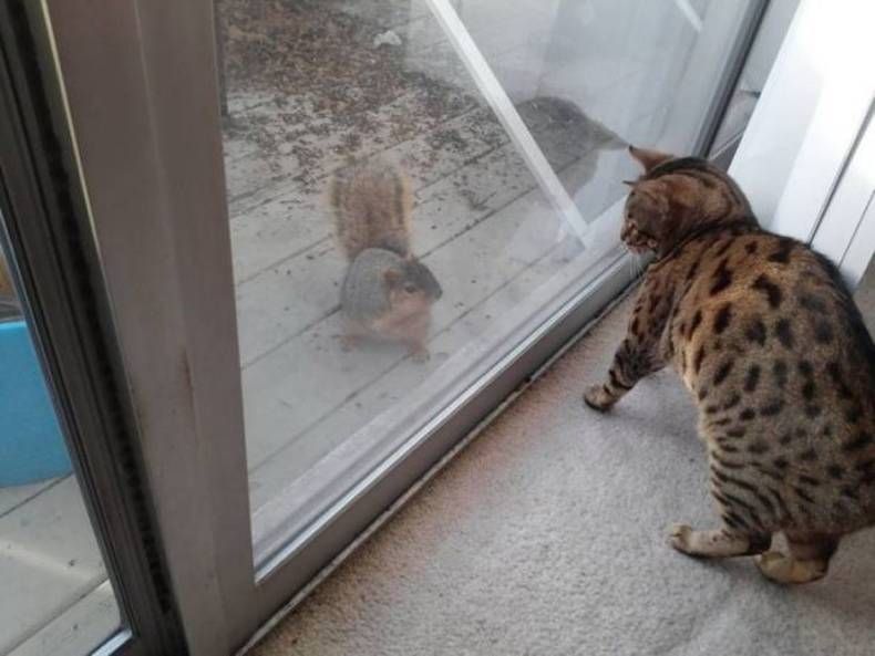 Gewoon een verzameling hilarische foto's #1432