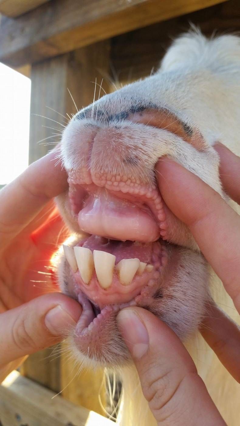 Gewoon een verzameling hilarische foto's #1445