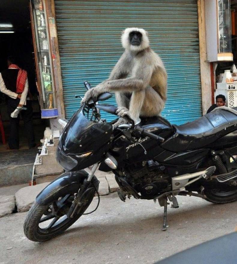 Gewoon een verzameling hilarische foto's #1438