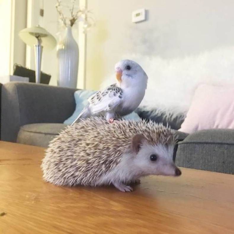 Gewoon een verzameling hilarische foto's #1432