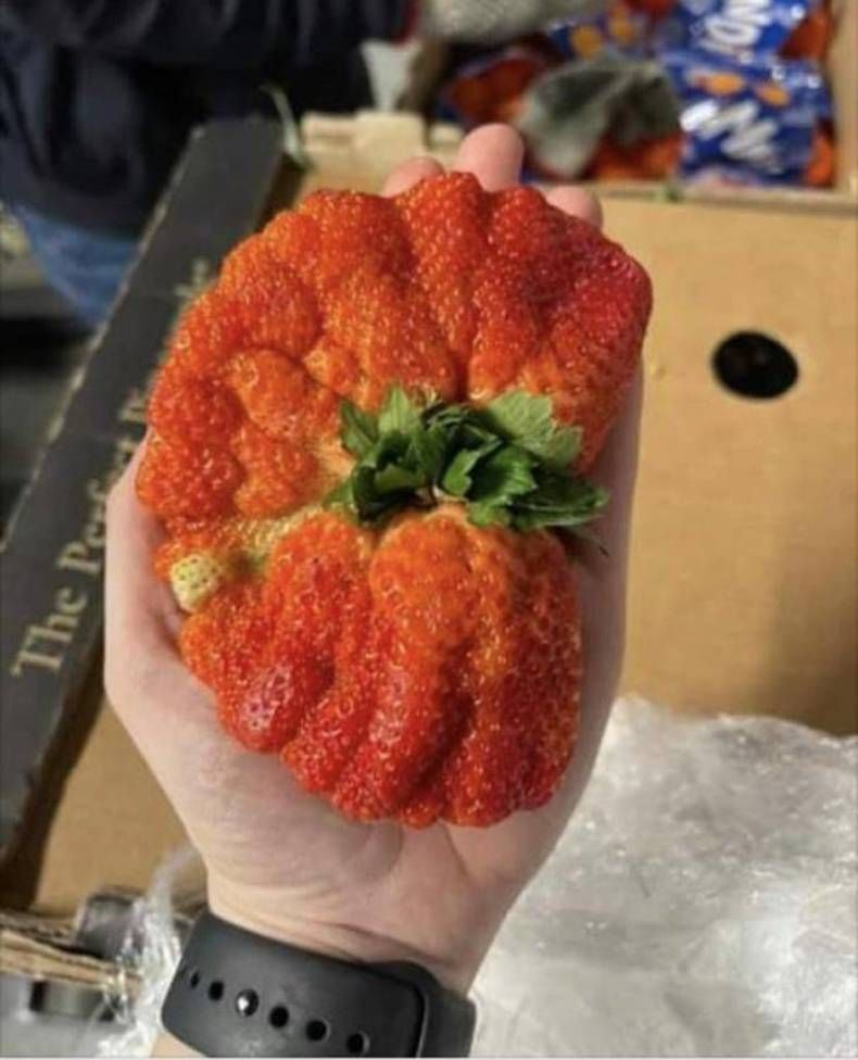 Gewoon een verzameling hilarische foto's #1409