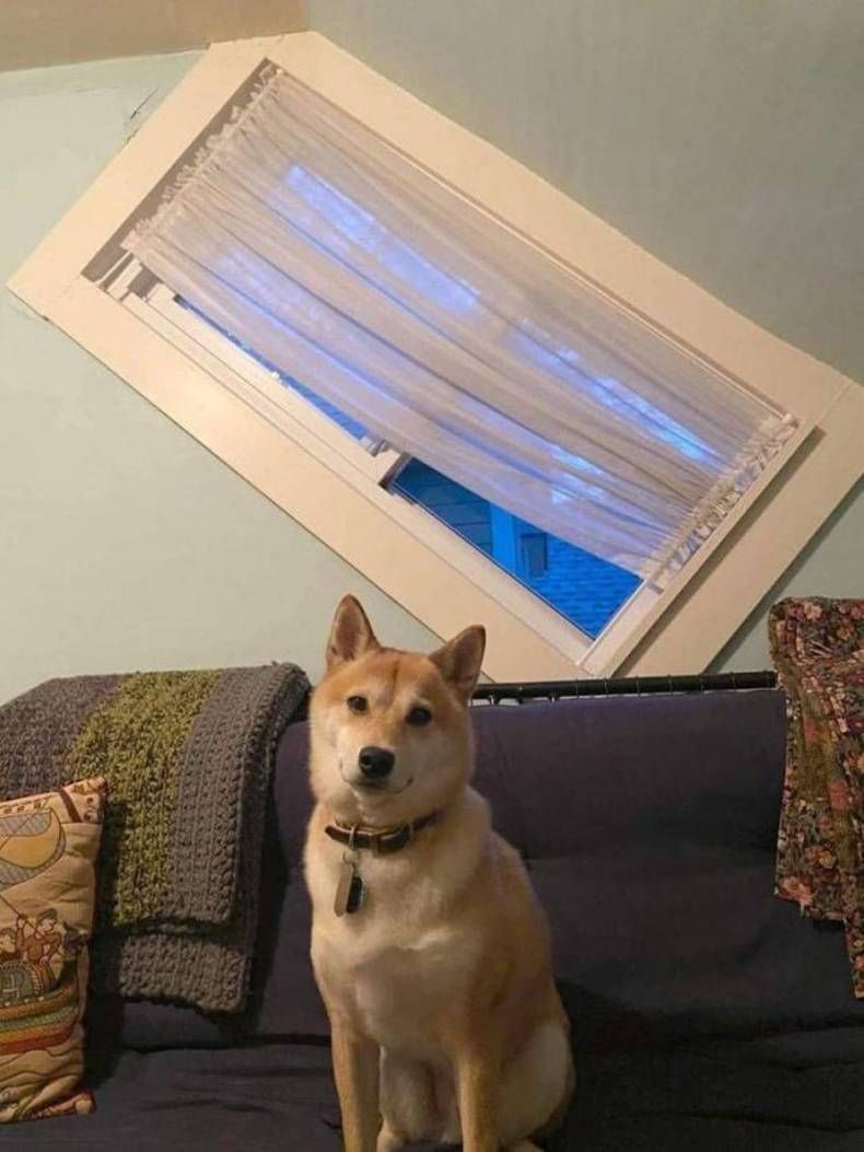 Gewoon een verzameling hilarische foto's #1462