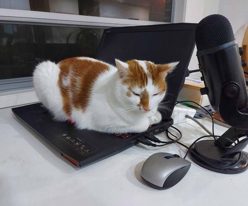 Gewoon een verzameling hilarische foto's #1469