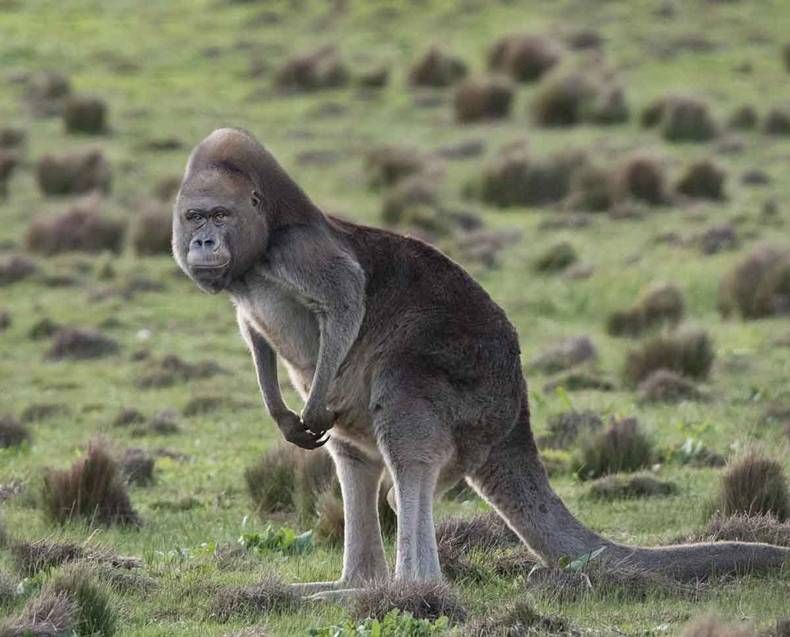 Gewoon een verzameling hilarische foto's #1456