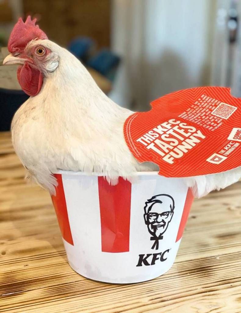 Gewoon een verzameling hilarische foto's #1436