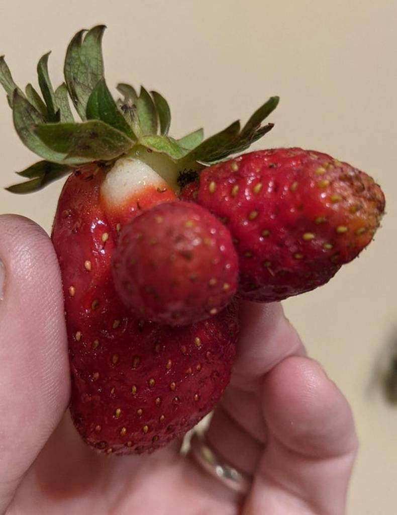 Gewoon een verzameling hilarische foto's #1440