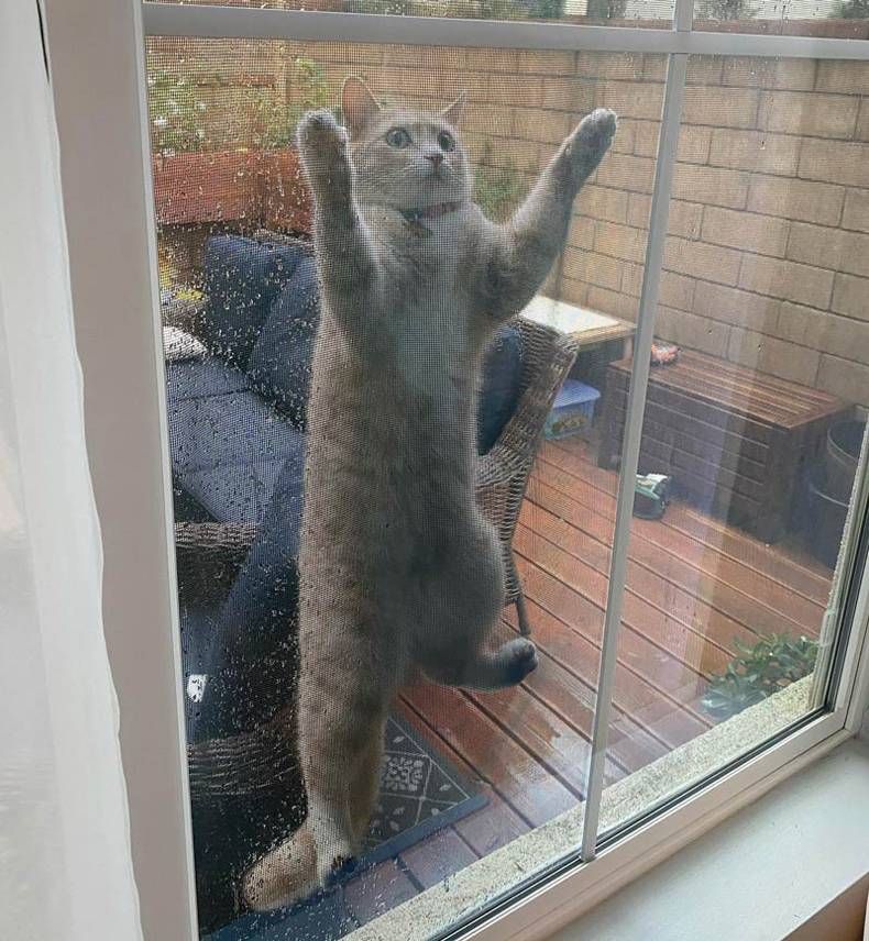 Gewoon een verzameling hilarische foto's #1421