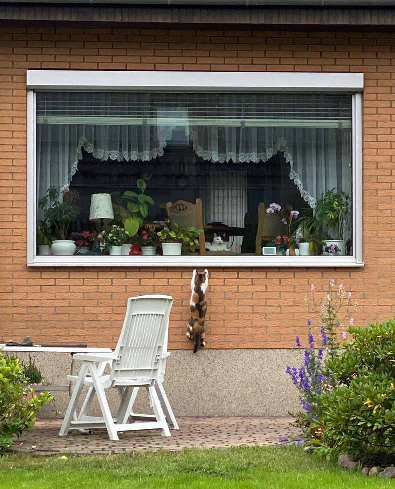 Gewoon een verzameling hilarische foto's #1462